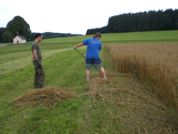 2010 strohschneiden 20110329